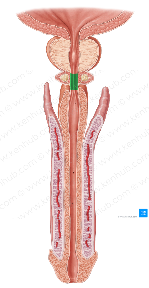 Membranous part of urethra (#7738)