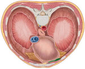 Left costomediastinal recess (#8839)