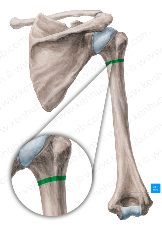 Surgical neck of humerus (#2677)