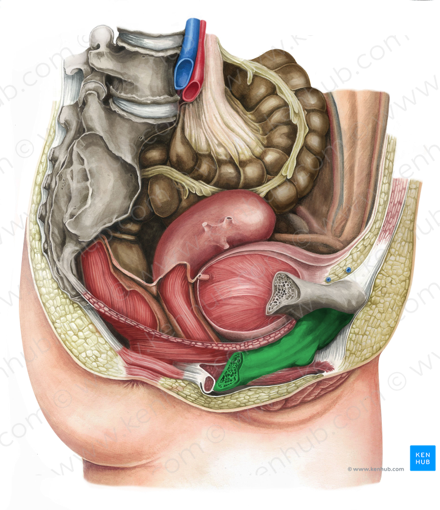 Inferior pubic ramus (#8710)