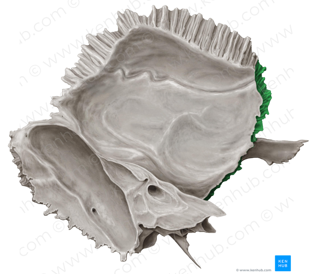 Sphenoidal margin of temporal bone (#4954)