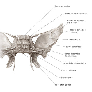 Sphenoid bone (posterior view) (Spanish)