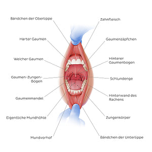 Overview of the oral cavity (German)