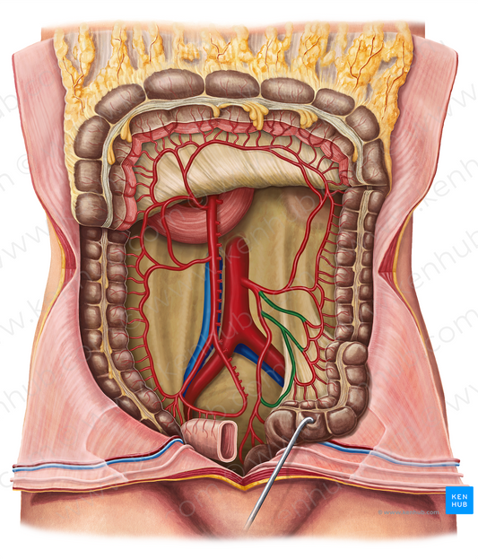 Sigmoid arteries (#1210)
