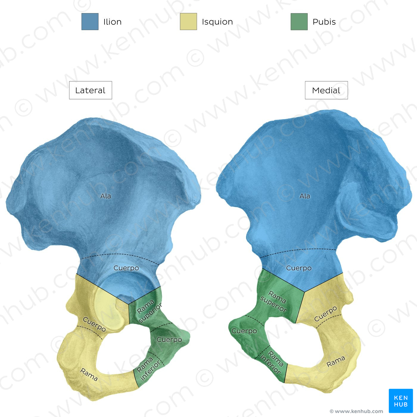 Hip bone (parts) (Spanish)