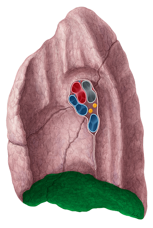 Diaphragmatic surface of right lung (#3494)