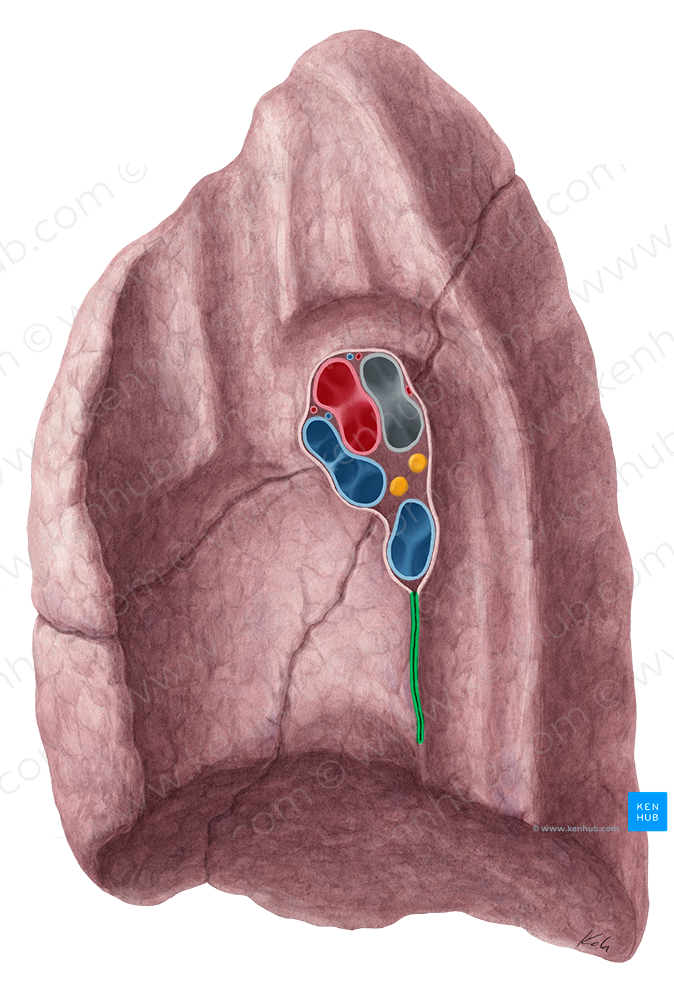 Right pulmonary ligament (#4605)