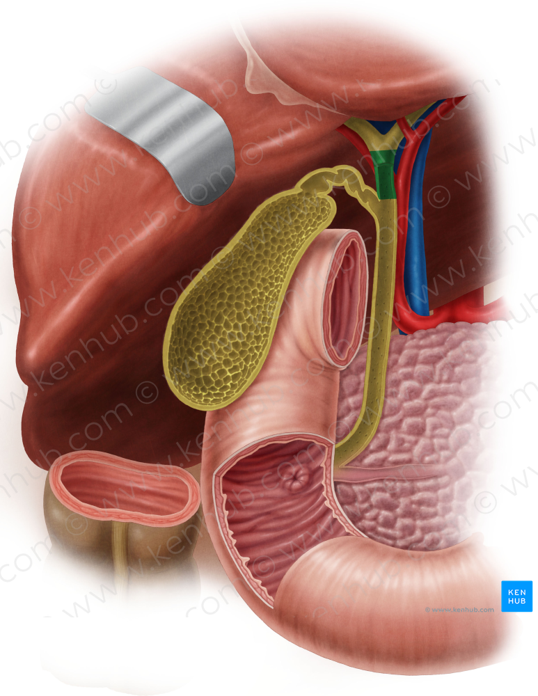 Common hepatic duct (#3321)
