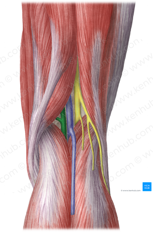 Popliteal artery (#1640)