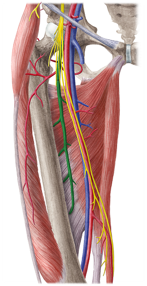 Deep femoral artery (#1654)