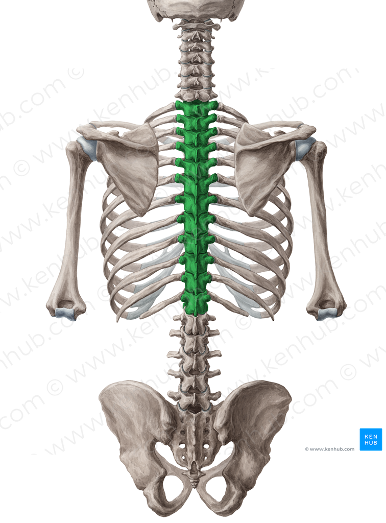 Thoracic vertebrae (#10751)