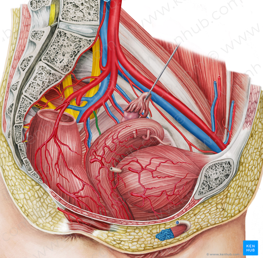 Left vaginal artery (#1967)