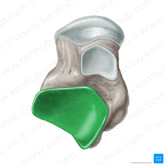 Posterior calcaneal articular facet of talus (#3453)