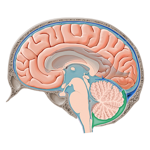 Posterior cerebellomedullary cistern (#21404)