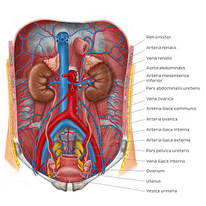 Ureters in situ (Latin)
