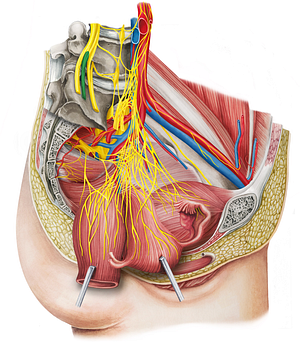 Anterior rami of lumbar nerves (#8468)