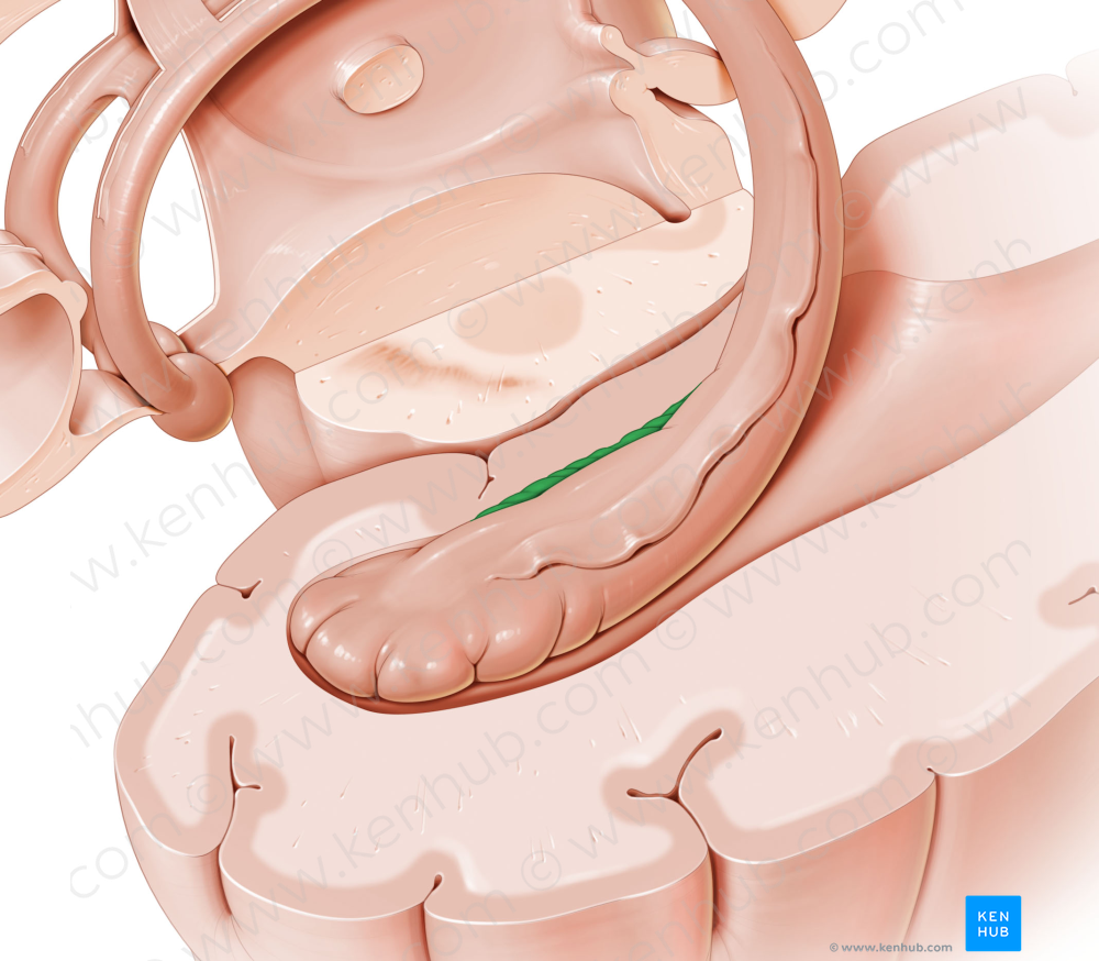 Dentate gyrus (#4171)