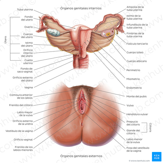 Female reproductive system (Spanish)