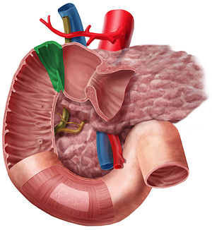 Superior duodenal flexure (#3705)