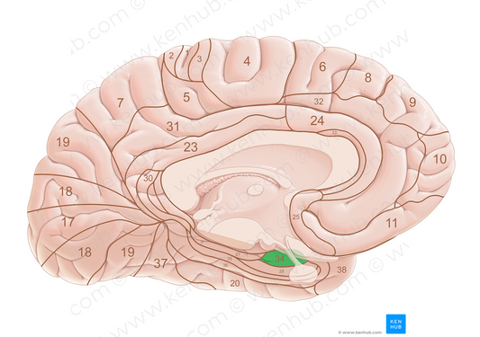 Brodmann area 34 (#18042)