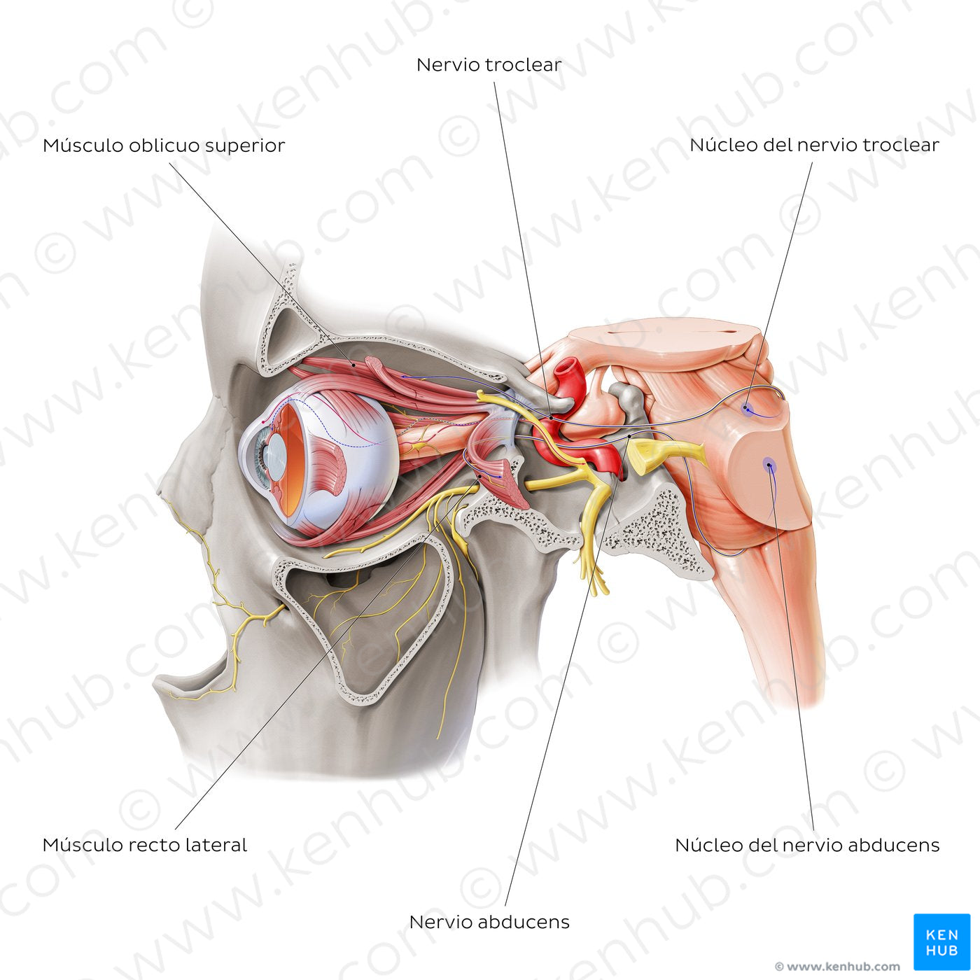 Trochlear and abducens nerve (Spanish)