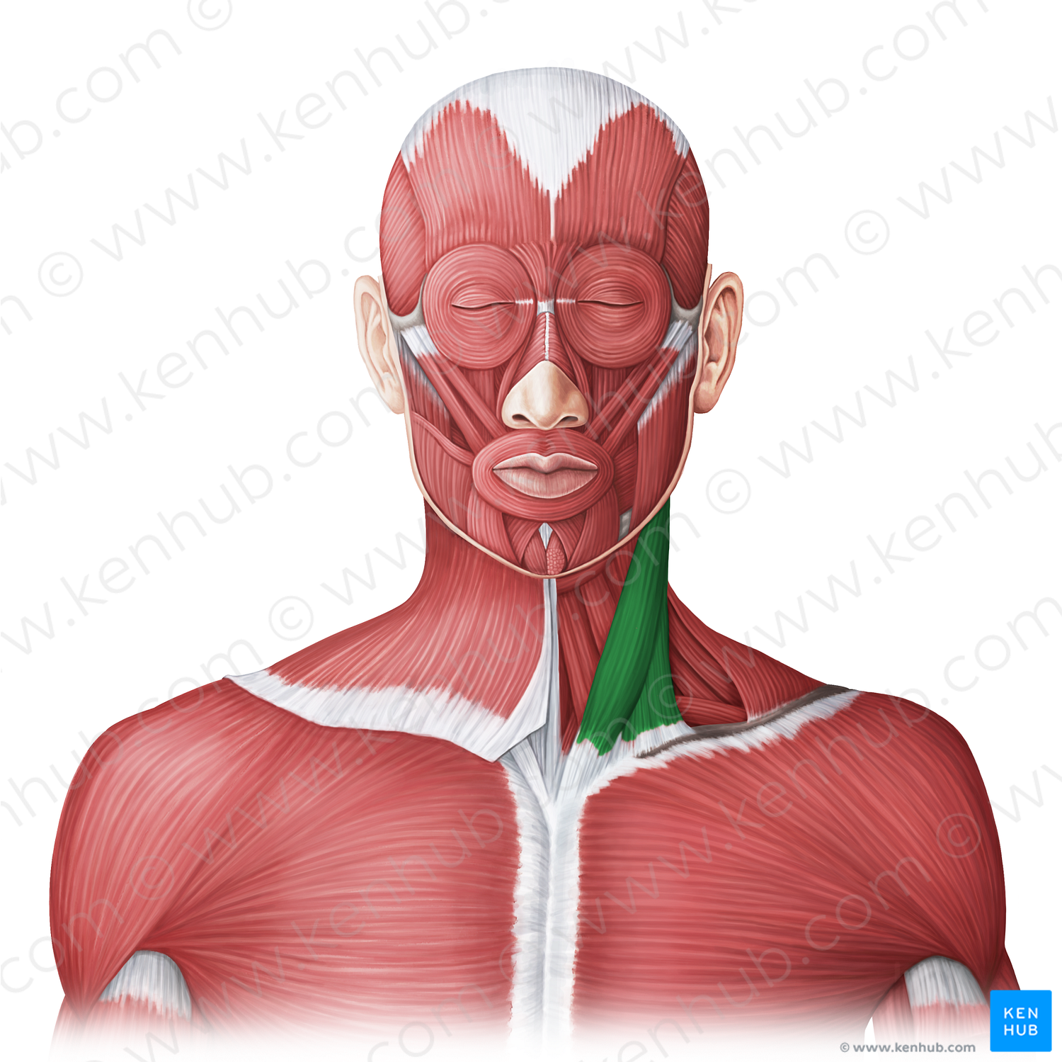 Sternocleidomastoid muscle (#20022)