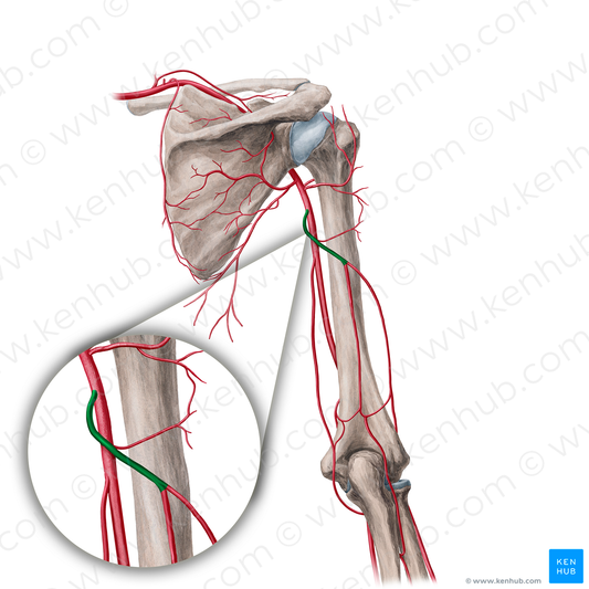 Deep brachial artery (#19197)