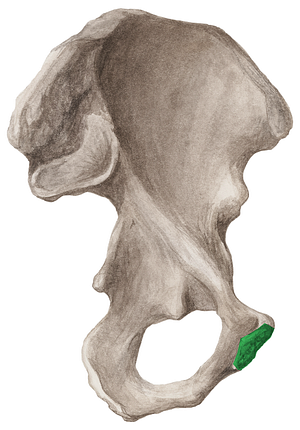 Symphyseal surface of pubis (#3554)