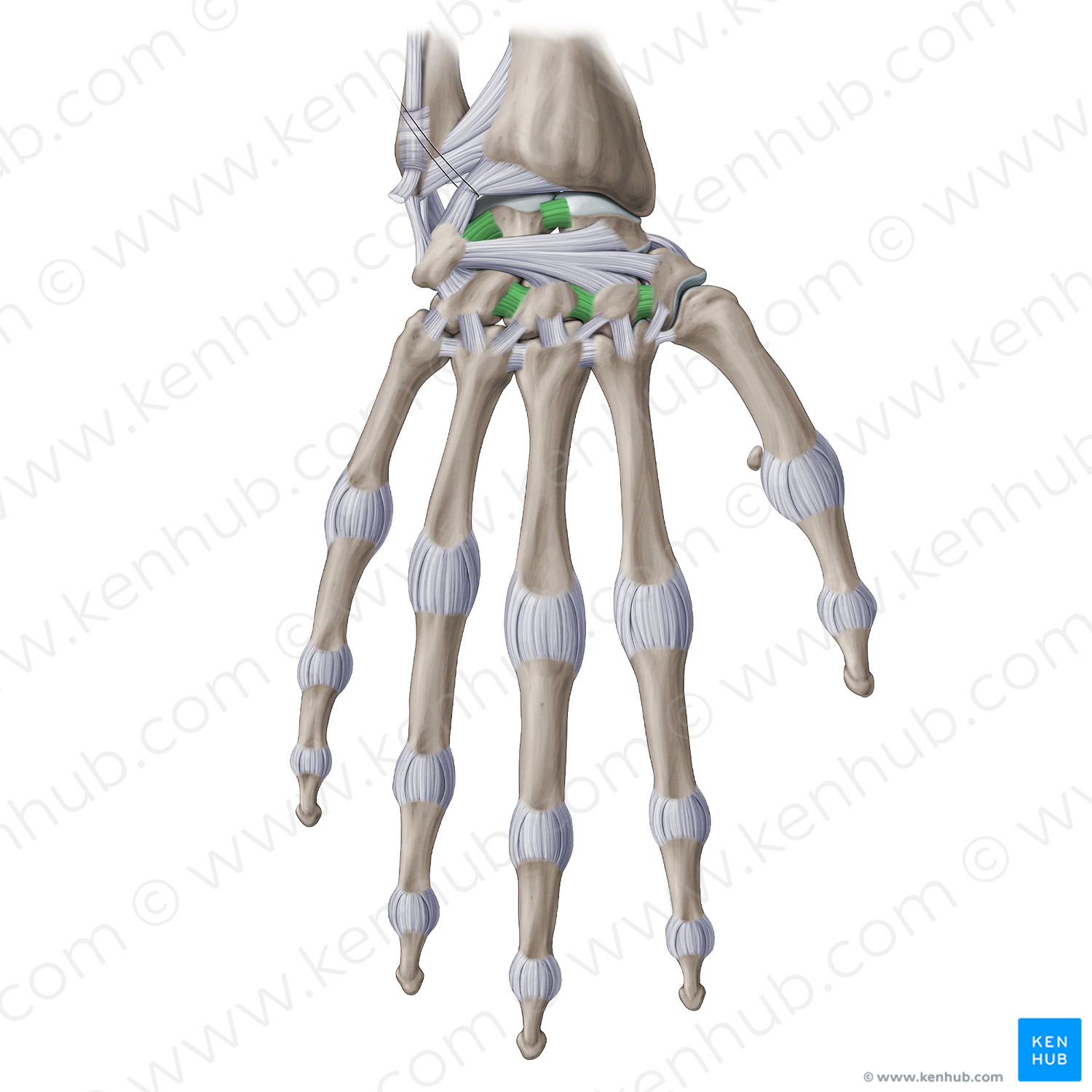 Interosseous intercarpal ligaments (#20252)