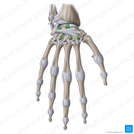 Interosseous intercarpal ligaments (#20252)