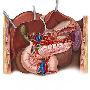 Superior pancreaticoduodenal lymph nodes (#16073)