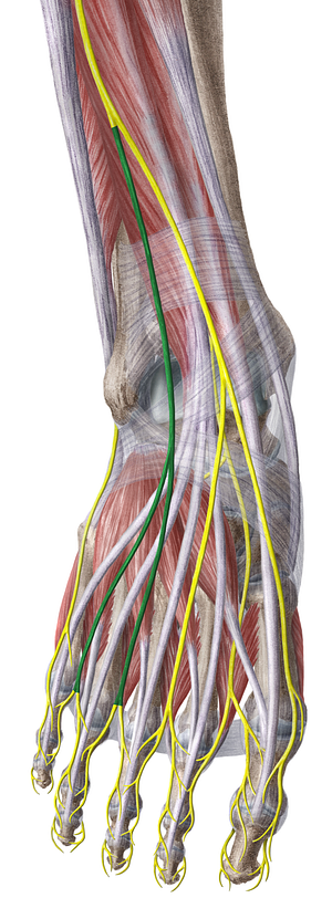 Intermediate dorsal cutaneous nerve of foot (#6372)