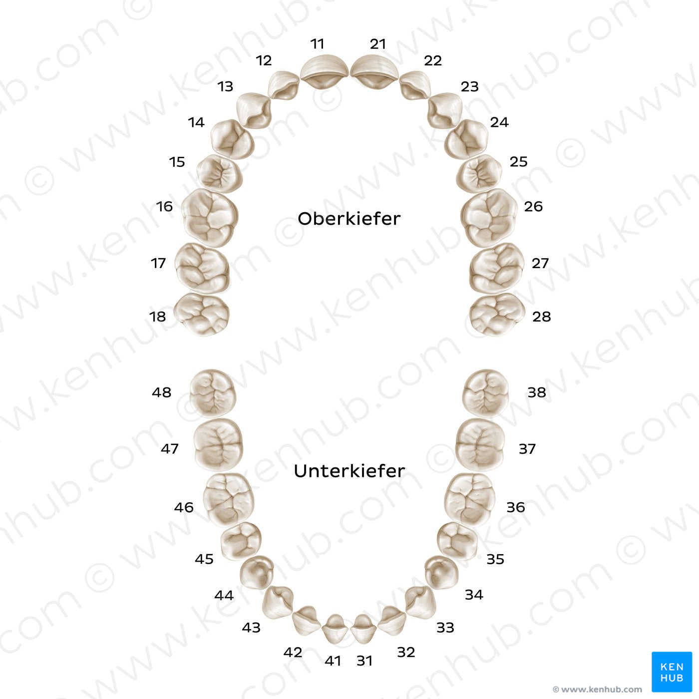 FDI/ISO System (permanent teeth) (German)