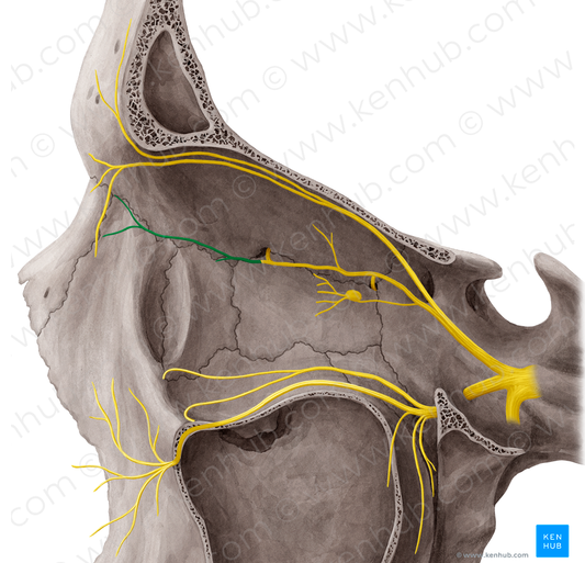 Infratrochlear nerve (#6488)