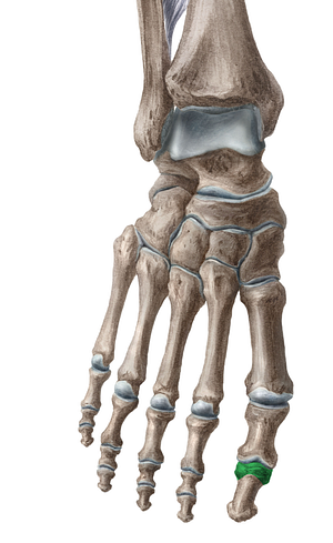 Base of distal phalanx of great toe (#2183)