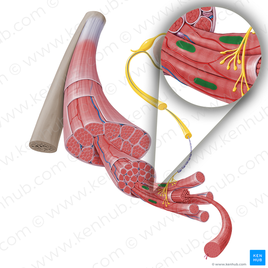 Nucleus of skeletal muscle fiber (#17251)