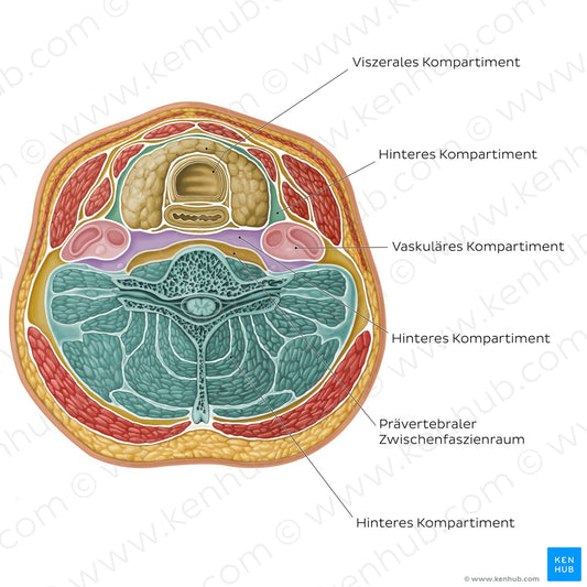 Compartments and spaces of the neck (German)