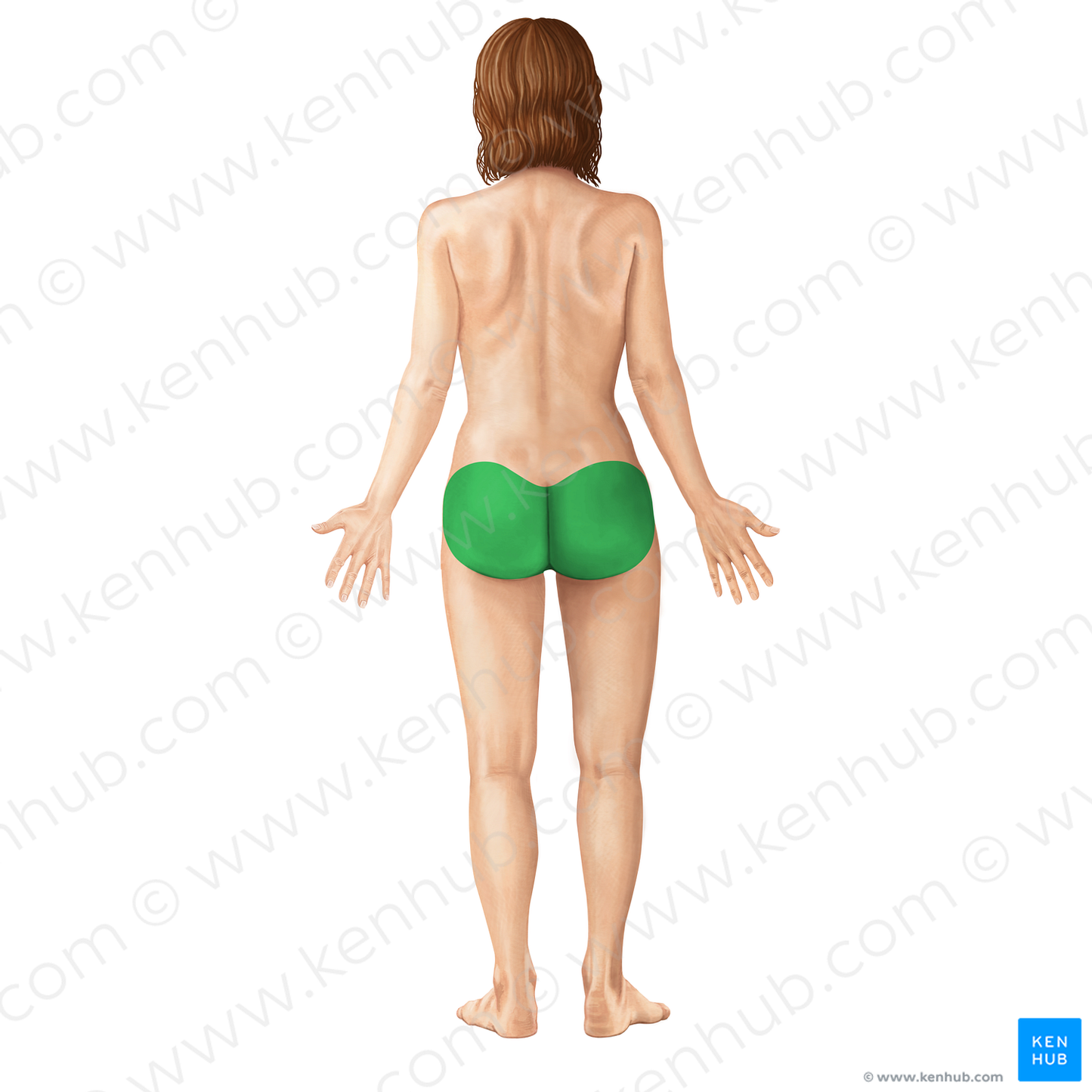 Gluteal region (#18390)