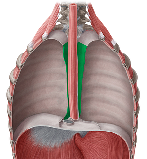 Mediastinal part of parietal pleura (#7734)