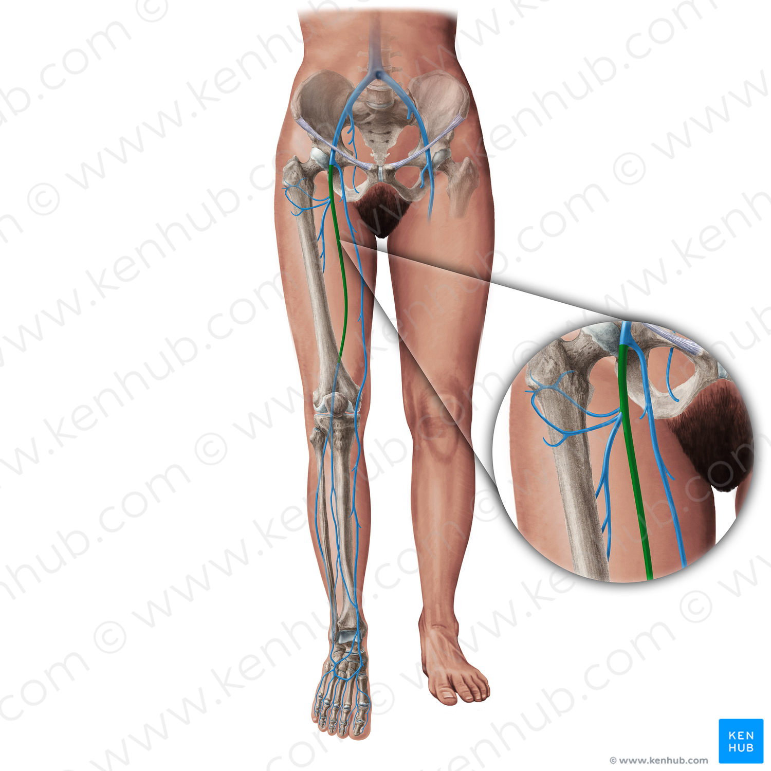 Femoral vein (#19416)