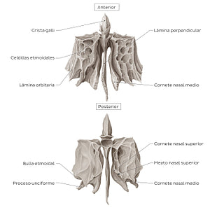 Ethmoid bone (anterior and posterior views) (Spanish)