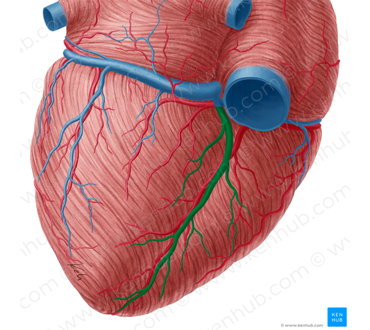 Middle cardiac vein (#10030)