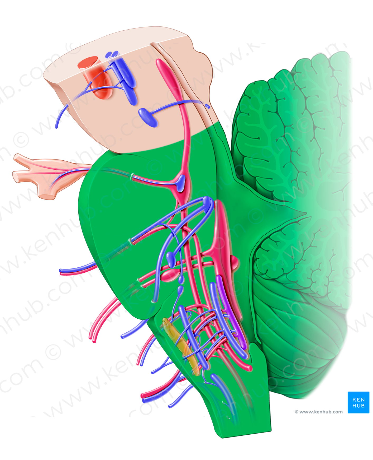 Rhombencephalon (#11502)