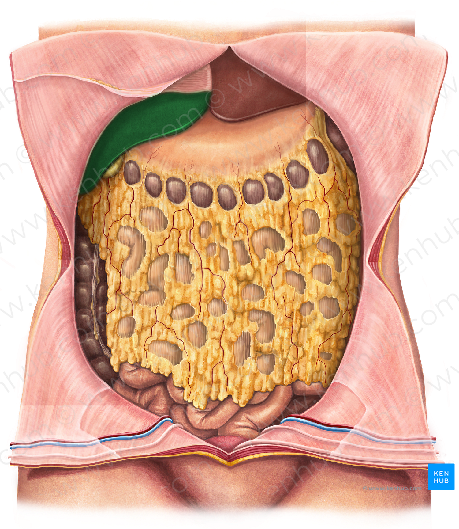 Right lobe of liver (#4789)