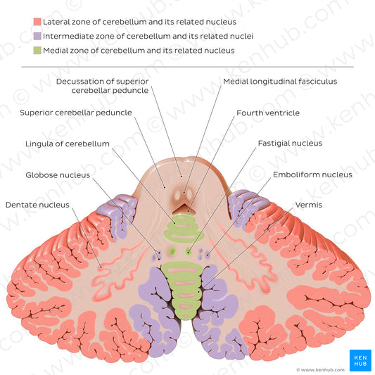 Cerebellar nuclei (English)