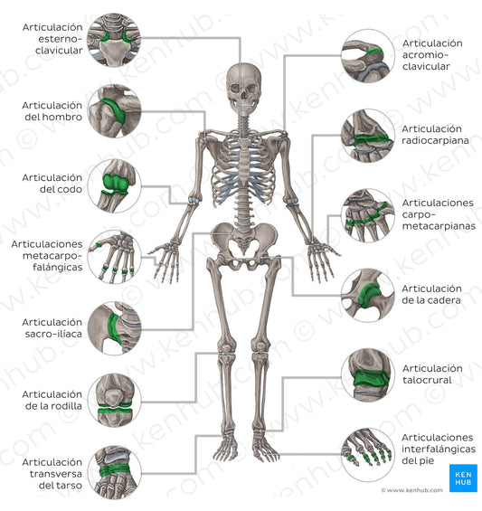 Main joints - anterior (Spanish)