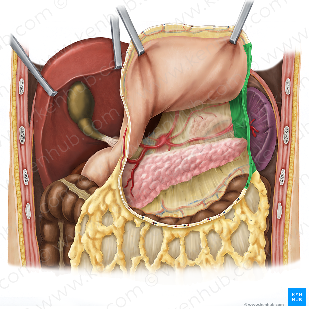 Gastrosplenic ligament (#4541)