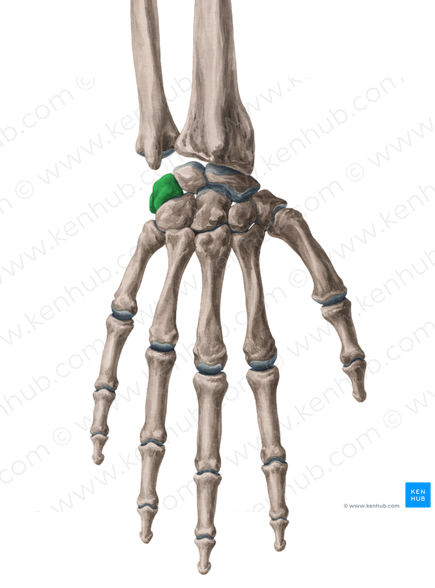 Triquetrum bone (#7572)