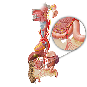 Intestinal branch of vagus nerve (#8723)