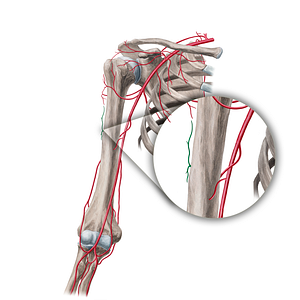 Deltoid branch of deep brachial artery (#21687)